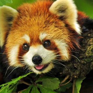 Red panda iPhone wallpaper