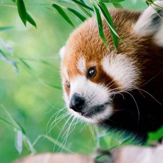 Red panda iPhone wallpaper