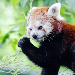 Red panda iPhone wallpaper