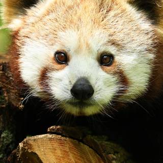 Red panda iPhone wallpaper