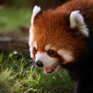 Red panda iPhone wallpaper