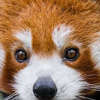 Red panda iPhone wallpaper