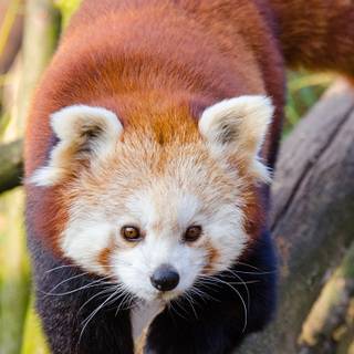 Red panda iPhone wallpaper