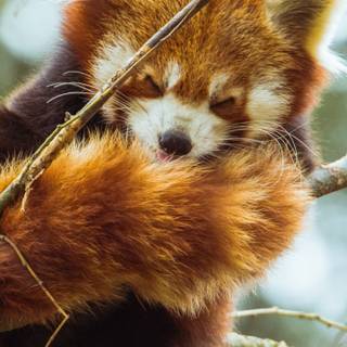 Red panda iPhone wallpaper