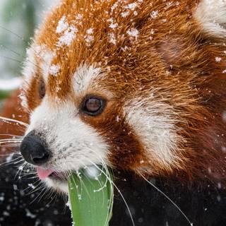 Red panda iPhone wallpaper