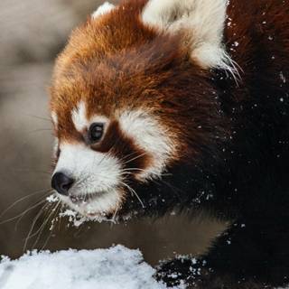 Red panda iPhone wallpaper