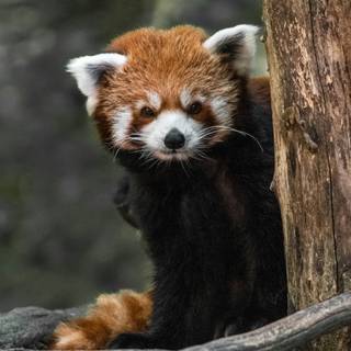 Red panda iPhone wallpaper