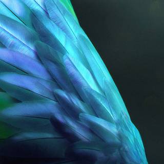 Wings iPhone wallpaper