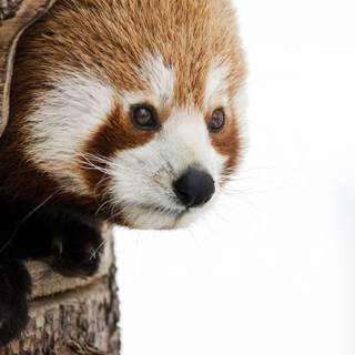 Red panda iPhone wallpaper