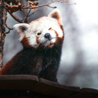 Red panda iPhone wallpaper