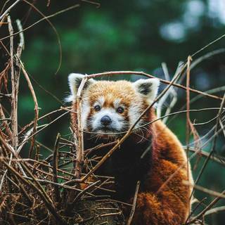 Red panda iPhone wallpaper