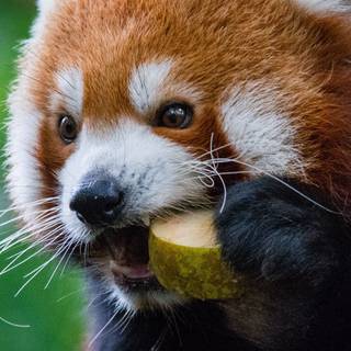 Red panda iPhone wallpaper