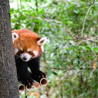 Red panda iPhone wallpaper
