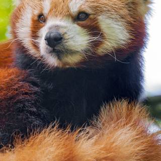 Red panda iPhone wallpaper