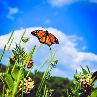 Wings iPhone wallpaper