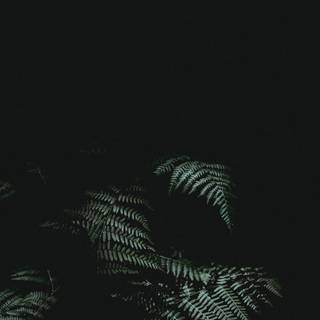 Green minimalist iPhone wallpaper