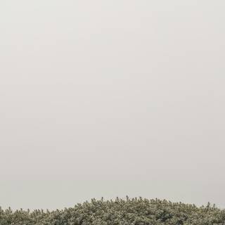 Green minimalist iPhone wallpaper