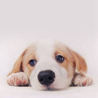 iPhone puppy wallpaper