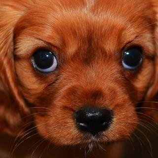 iPhone puppy wallpaper