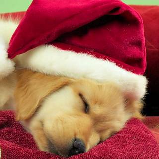 iPhone puppy wallpaper