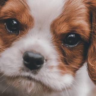iPhone puppy wallpaper