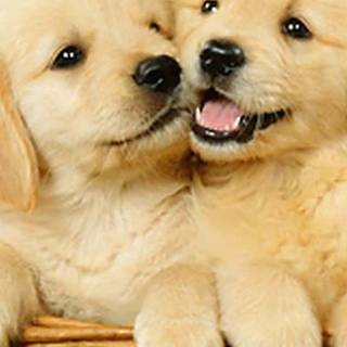 iPhone puppy wallpaper