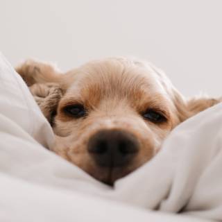 iPhone puppy wallpaper