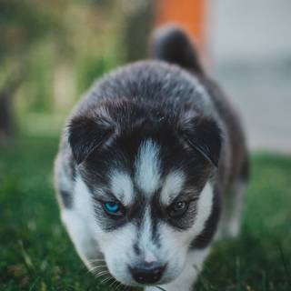 iPhone puppy wallpaper