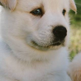 iPhone puppy wallpaper