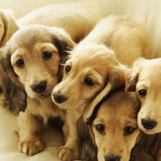 iPhone puppy wallpaper