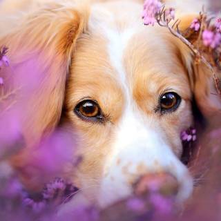 iPhone puppy wallpaper