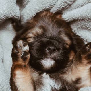 iPhone puppy wallpaper