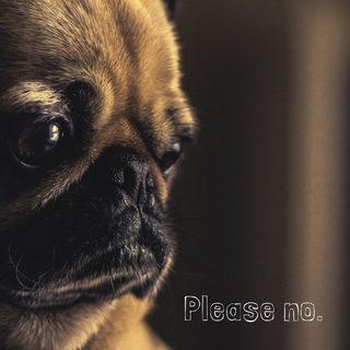 iPhone puppy wallpaper