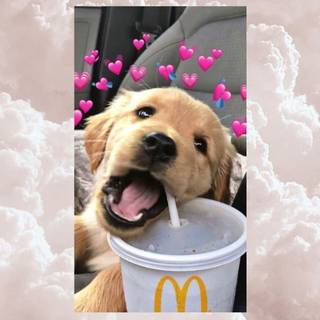 iPhone puppy wallpaper