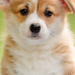 iPhone puppy wallpaper