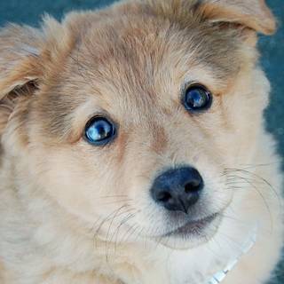 iPhone puppy wallpaper