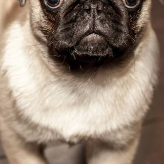 iPhone puppy wallpaper