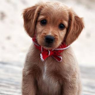 iPhone puppy wallpaper