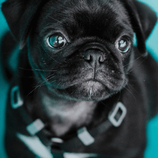 iPhone puppy wallpaper