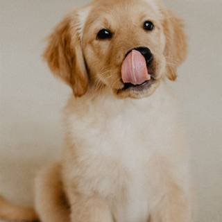 iPhone puppy wallpaper