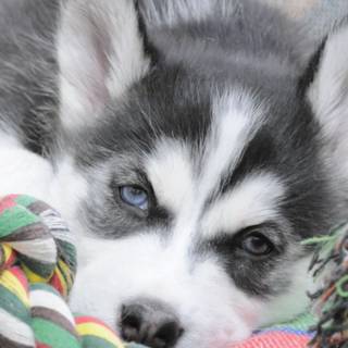 iPhone puppy wallpaper