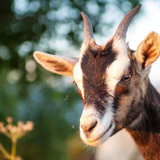 Goat animal wallpaper