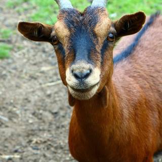 Goat animal wallpaper