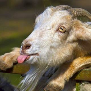 Goat animal wallpaper