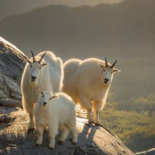 Goat animal wallpaper