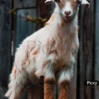 Goat animal wallpaper
