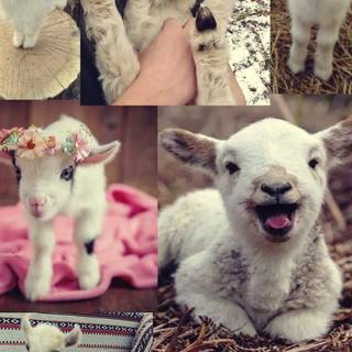 Goat animal wallpaper