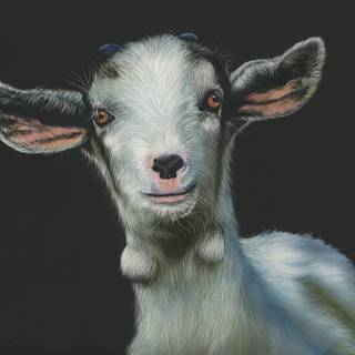 Goat animal wallpaper