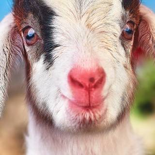 Goat animal wallpaper