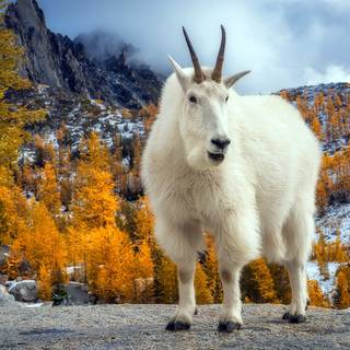 Goat animal wallpaper